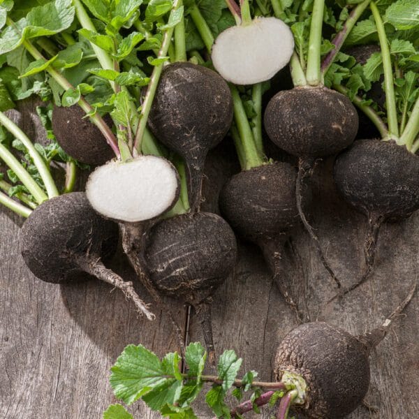 Heirloom Black Spanish round Radish seeds
