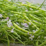 Heirloom Rattail Radish seeds