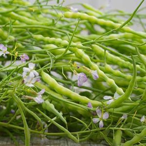 Heirloom Rattail Radish seeds