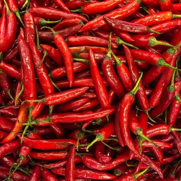 Guntur Chilli Open Pollinated seeds