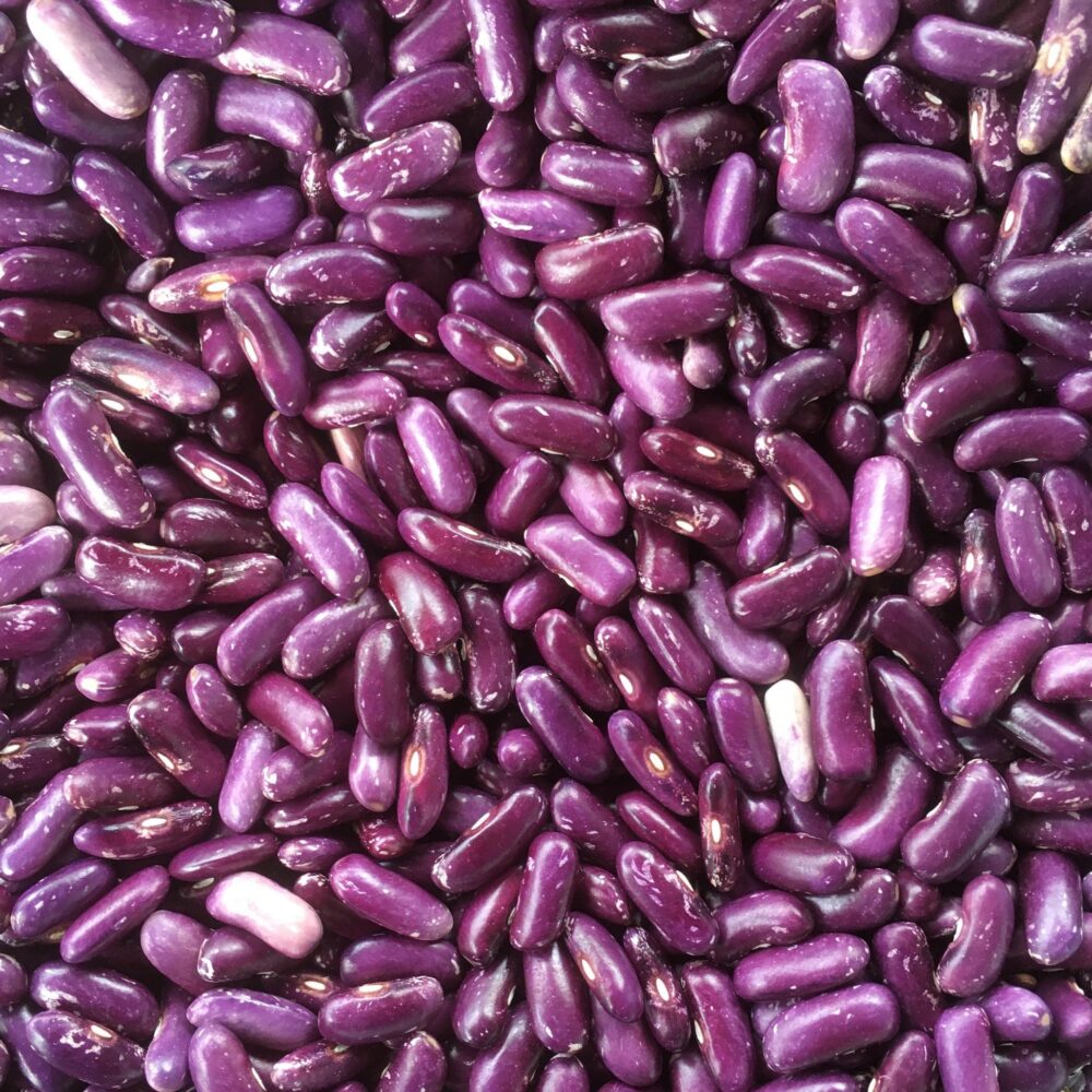 Purple Speckled Kidney Bean gardening seeds