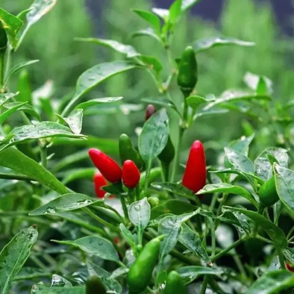 Red and Green Birds Eye Chilli Seeds