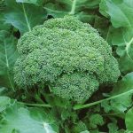 Buy Green Sprouting Broccoli Seeds Online India | Vegetable Seeds – HOOGA Seeds