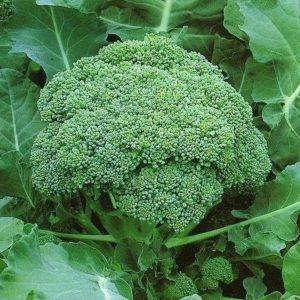 Broccoli Green Sprouting