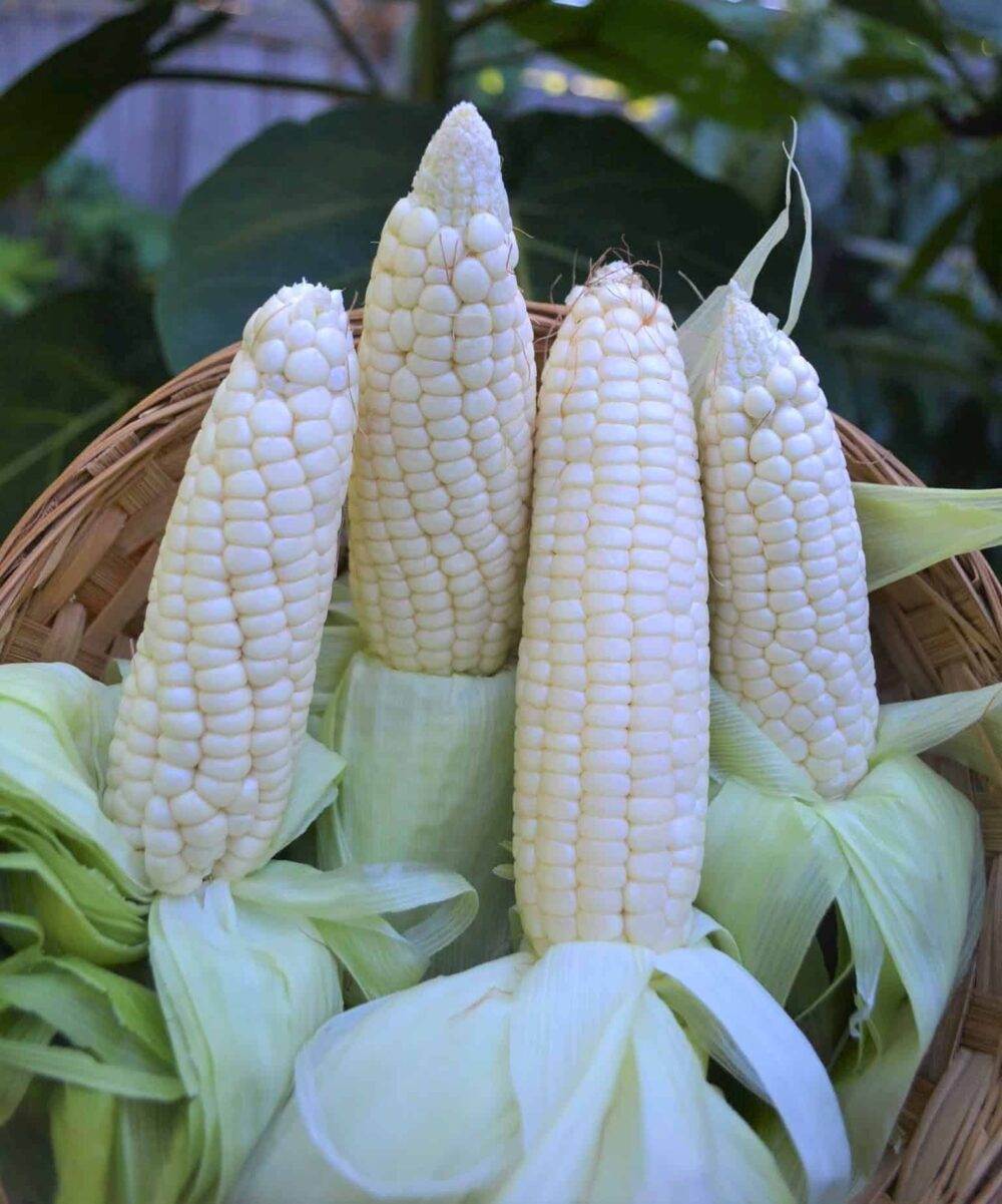 Makka Chari Indian White Corn Native Seeds