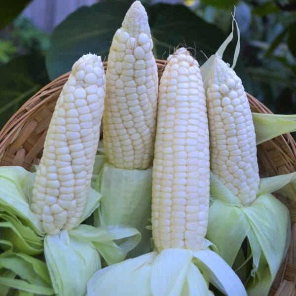 Makka Chari Indian White Corn Native Seeds