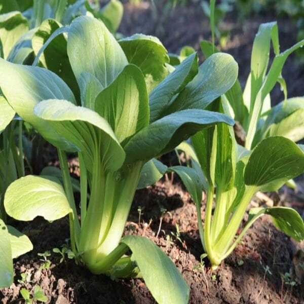 Pakchoi