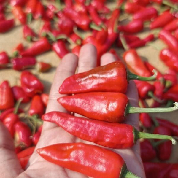 Red Bullet Chilli Gardening seeds