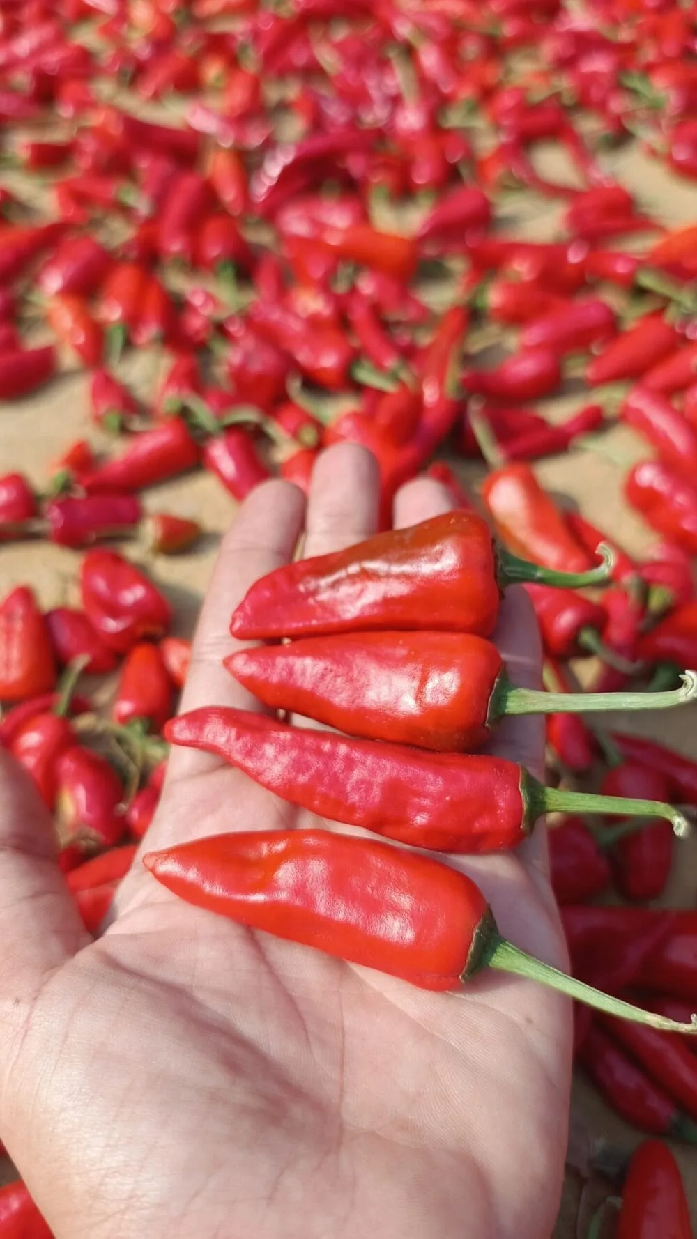 Red Bullet Chilli Gardening seeds