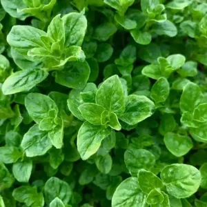 Oregano aromatic herb seeds