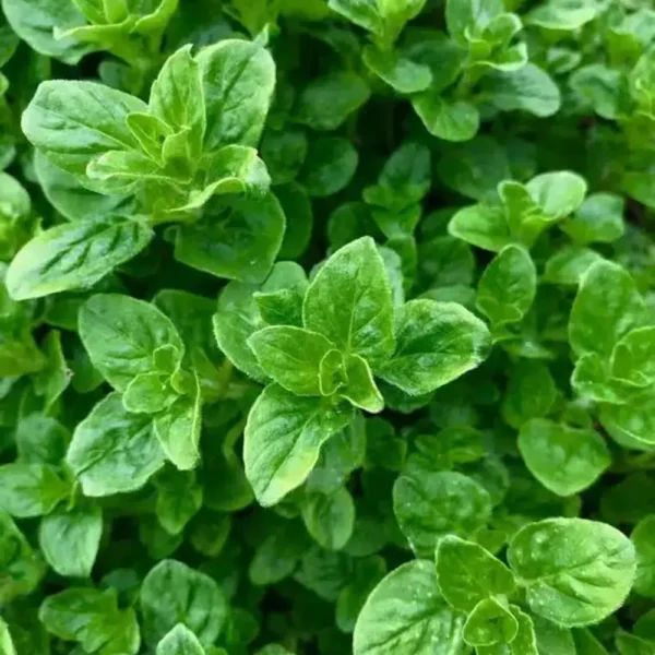 Oregano aromatic herb seeds