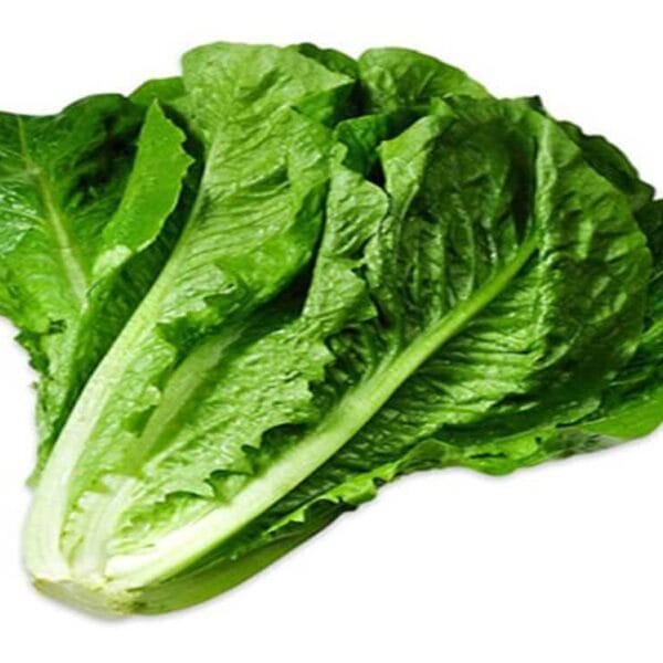 Lettuce Romain traditional open pollinated seeds