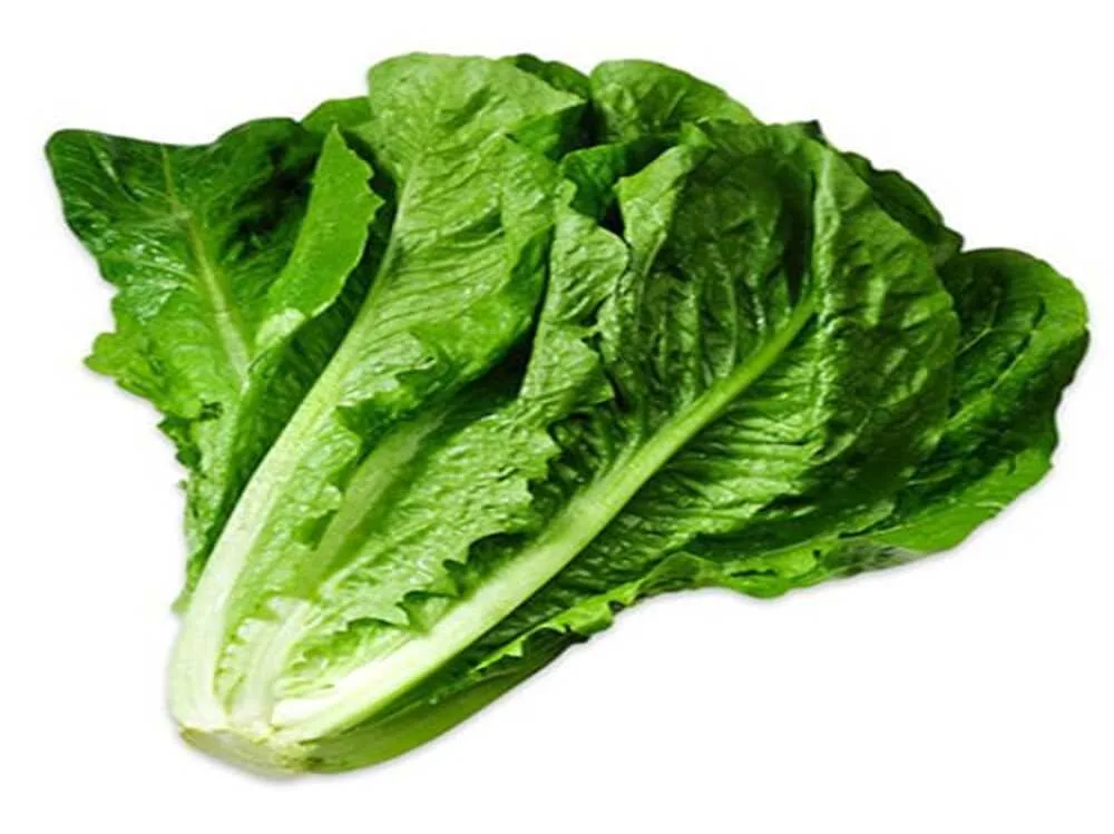 Lettuce Romain traditional open pollinated seeds