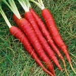 Heirloom Atomic Red Carrot Seeds