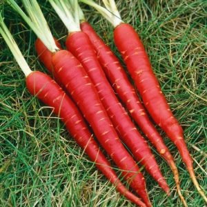 Heirloom Atomic Red Carrot Seeds