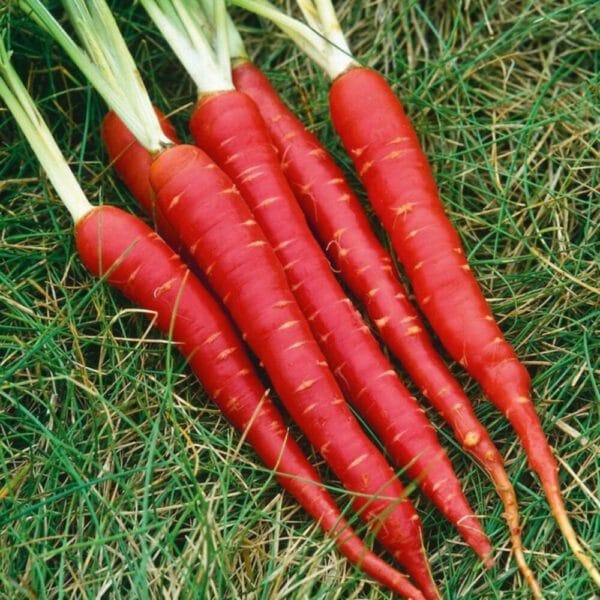 Heirloom Atomic Red Carrot Seeds