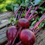 Open Pollinated Beetroot Ruby Queen Seeds