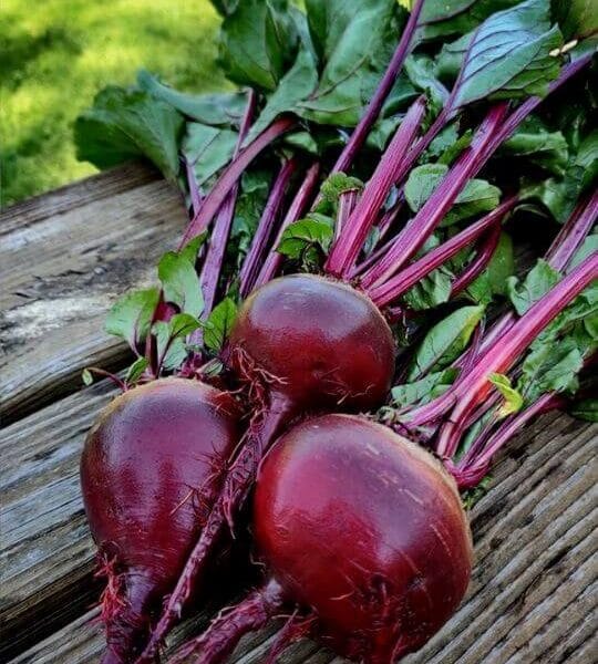 Open Pollinated Beetroot Ruby Queen Seeds