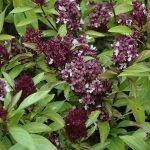 Thai Basil Herb Seeds