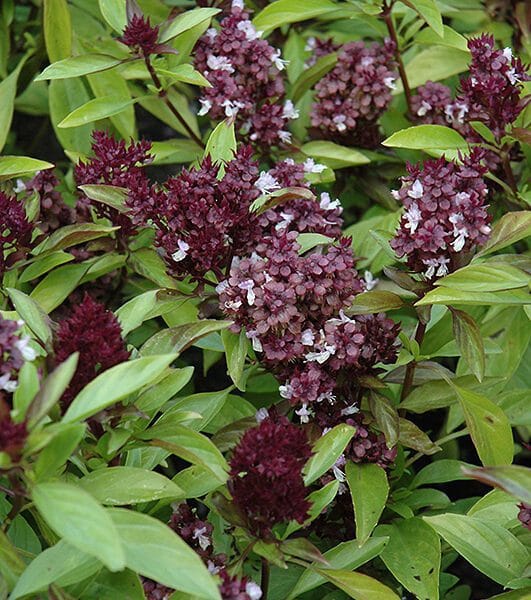 Thai Basil Herb Seeds