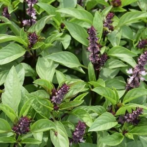 Thai Basil Herb Seeds Type 1 (Thiruneetru pachilai)