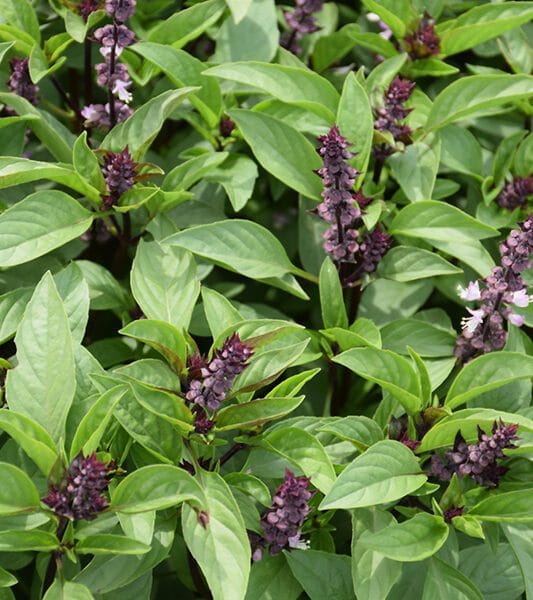 Thai Basil Herb Seeds Type 1 (Thiruneetru pachilai)