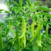 Samba Green Chilli Long Seeds
