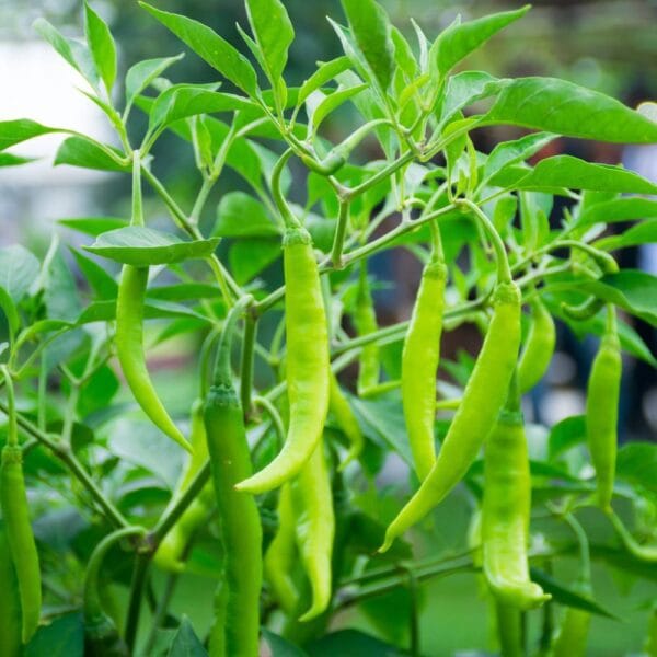 Samba Green Chilli Long Seeds