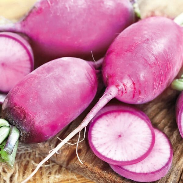 Purple Sango open pollinated radish seeds