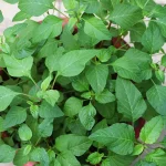 Arai Keerai Big - Multi Cut Spleen amaranth seeds