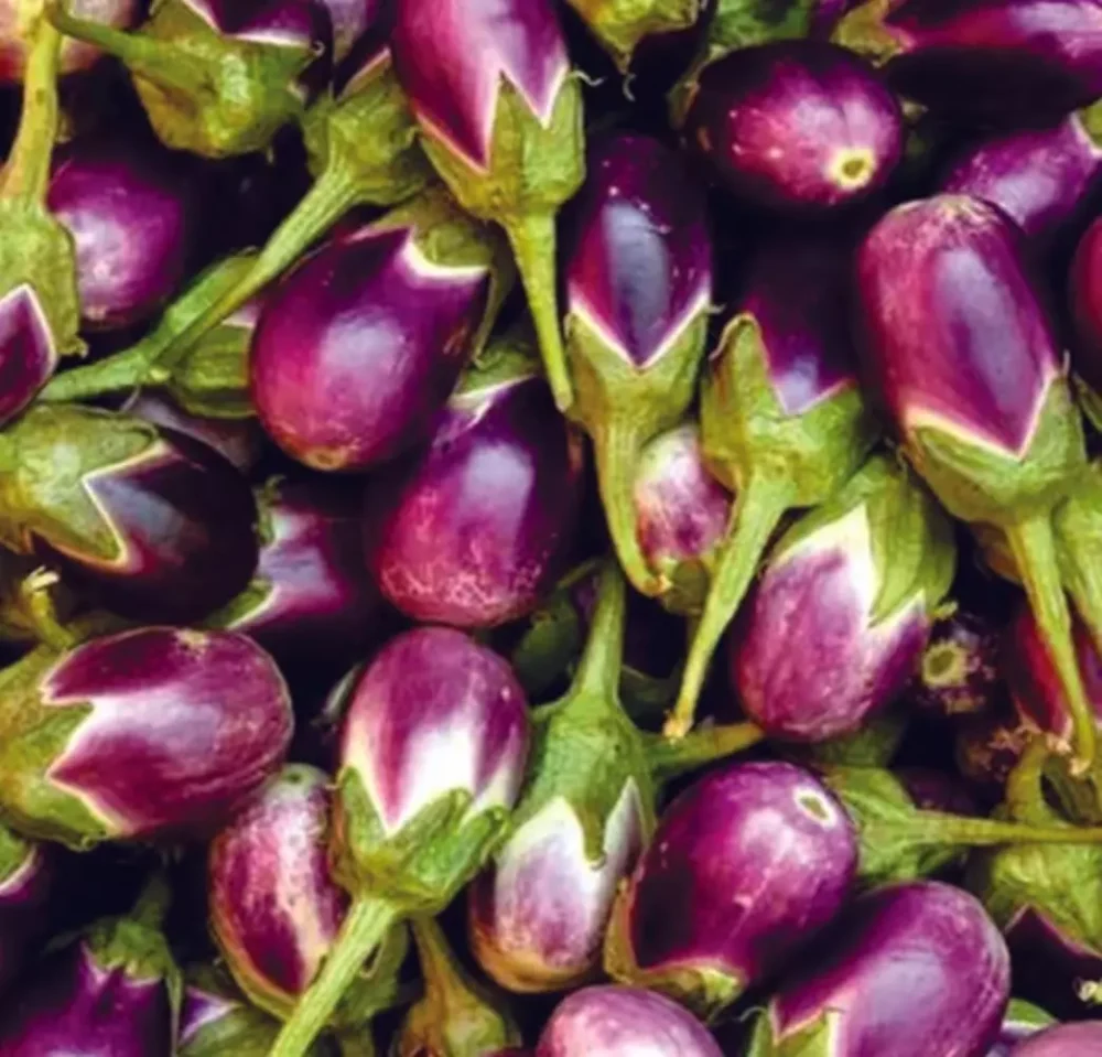 Organic Open Pollinated Manapparai Brinjal Seeds