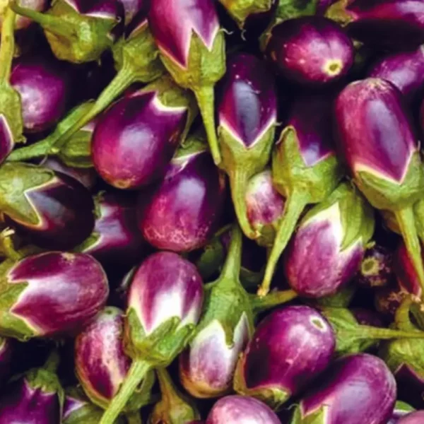 Organic Open Pollinated Manapparai Brinjal Seeds