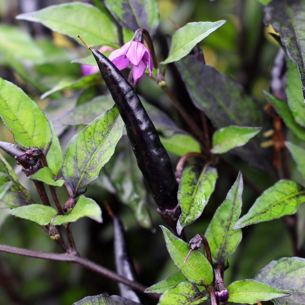 Heirloom Purple Maui Chilli (Black Chilli) Seeds