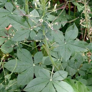 Cleome Gynandra vela keerai leafy vegetable seeds