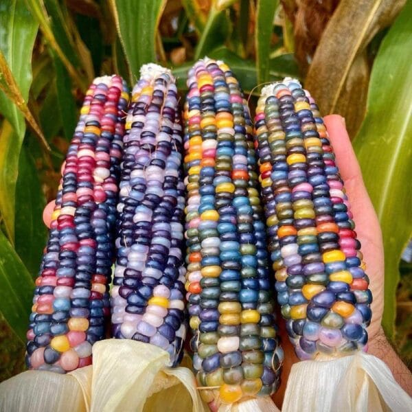 Rainbow Indian Flash floppy corn seeds