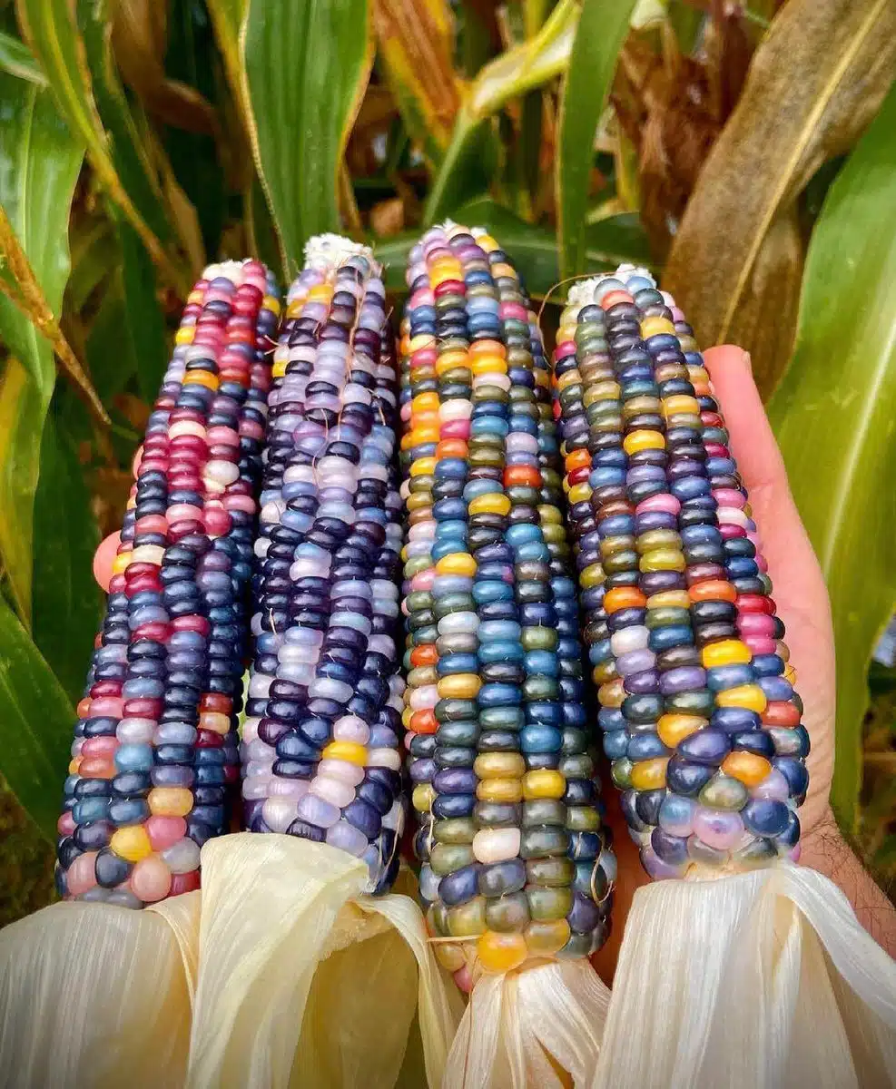 Rainbow Indian Flash floppy corn seeds