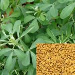 Kasuri Methi Herb seeds for gardening