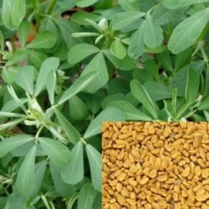 Kasuri Methi Herb seeds for gardening