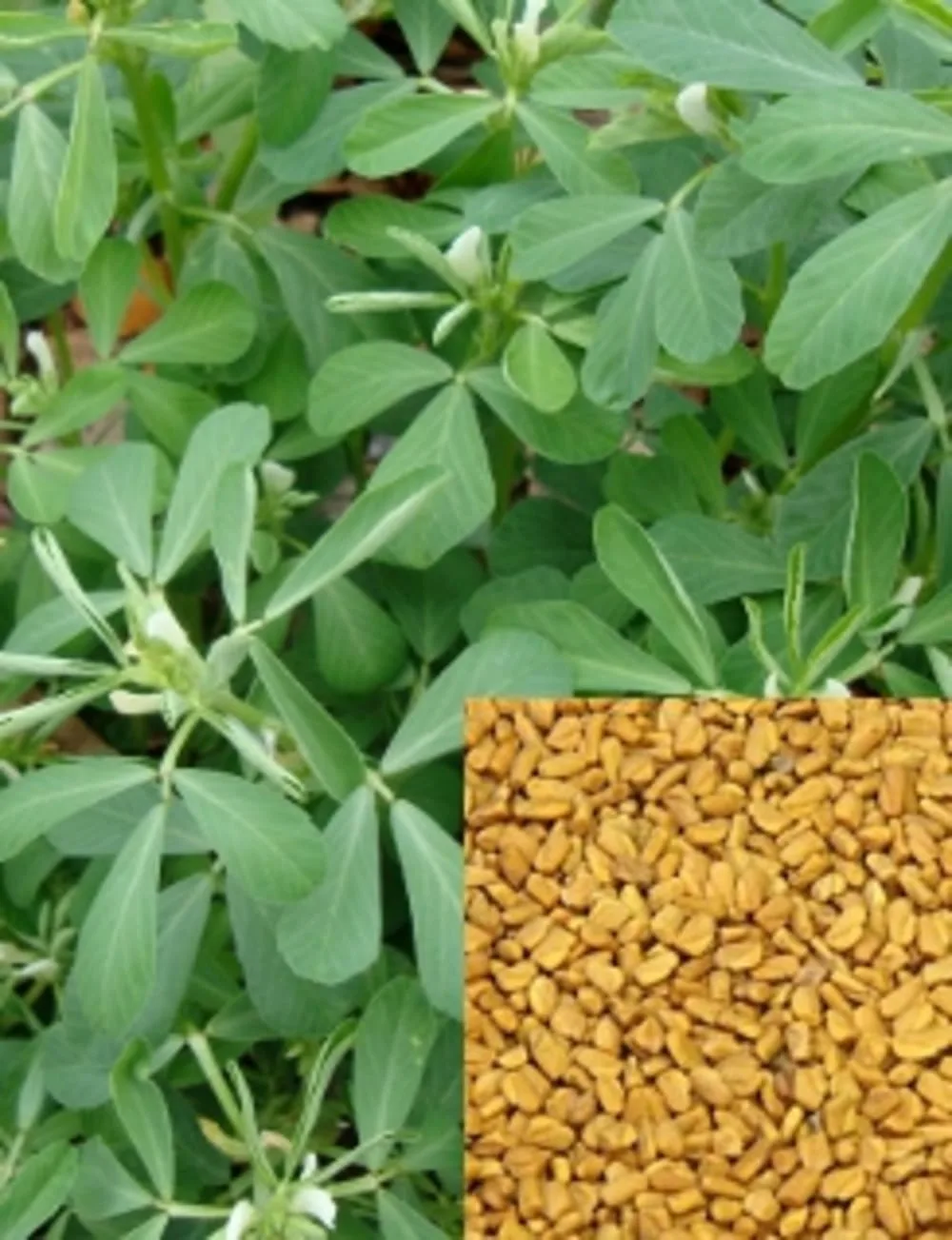 Kasuri Methi Herb seeds for gardening