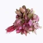 Red Thandukeerai Foxtail Amaranthus Seeds