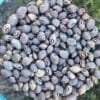 Grey Bean Feijao Carioca carioquinha Gardening seeds - Image 2