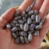Grey Bean Feijao Carioca carioquinha Gardening seeds