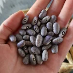 Grey Bean Feijao Carioca carioquinha Gardening seeds