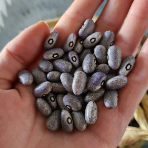 Grey Bean Feijao Carioca carioquinha Gardening seeds