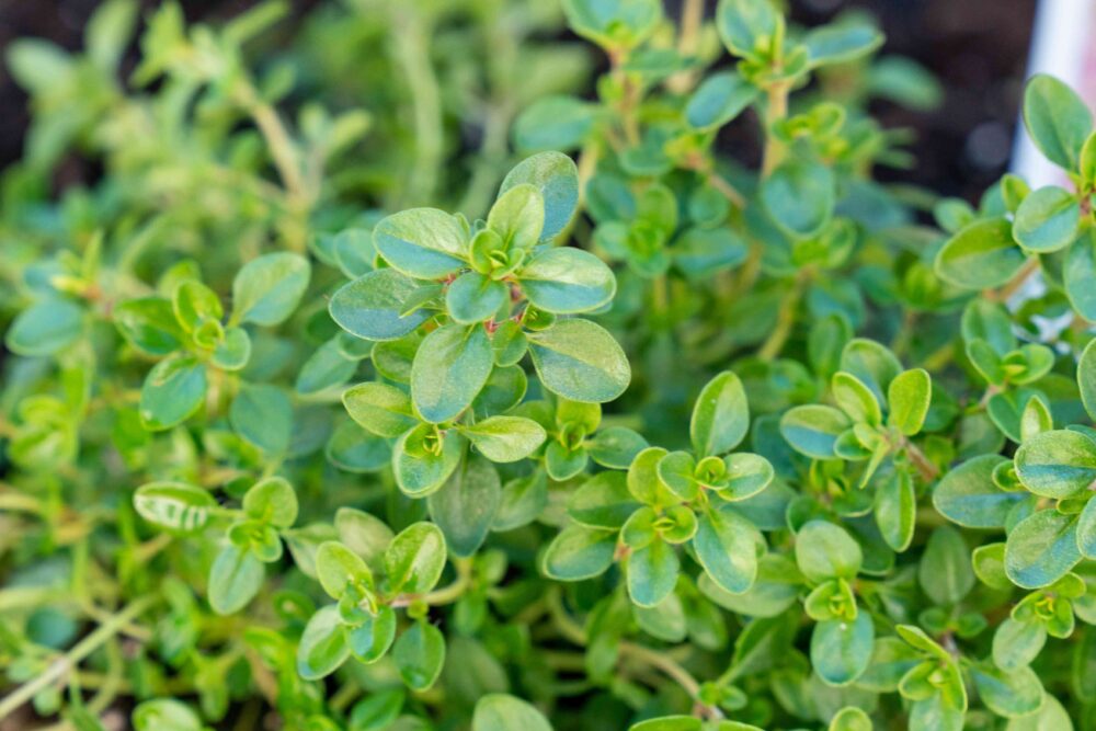 Thyme Aromatic Herb gardening seeds