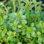 Thyme Aromatic Herb gardening seeds