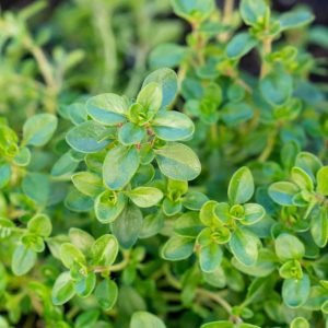 Thyme Aromatic Herb gardening seeds