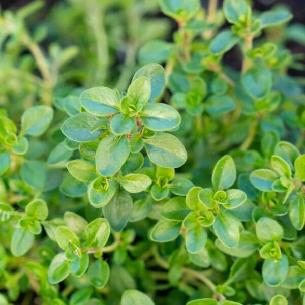 Thyme Aromatic Herb gardening seeds