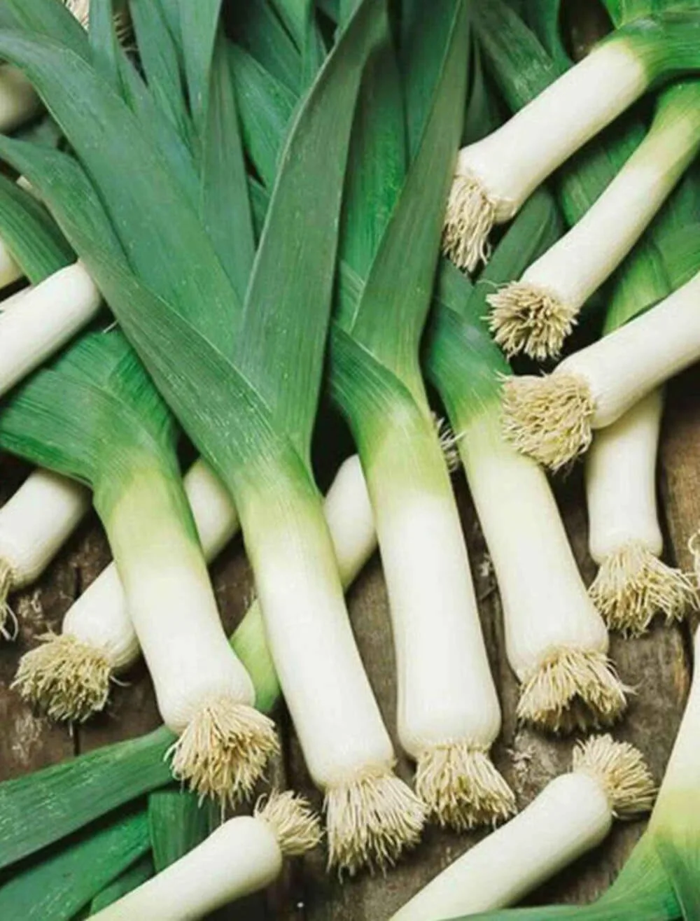 Heirloom Leek American flag Seeds