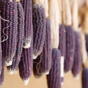 Indigenous Dark Purple Corn seeds